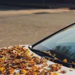 Getting Tree Sap Off Your Windshield Without Scratching the Glass
