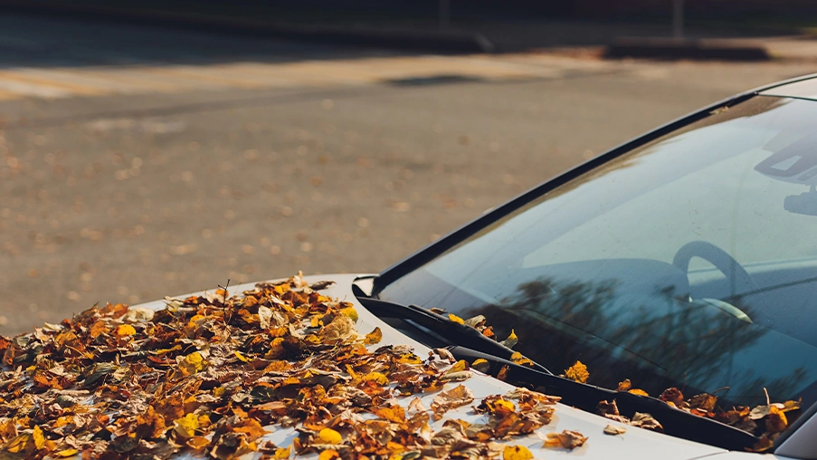 getting tree sap off your windshield