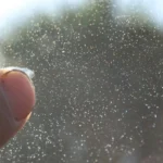 What is Windshield Pitting?