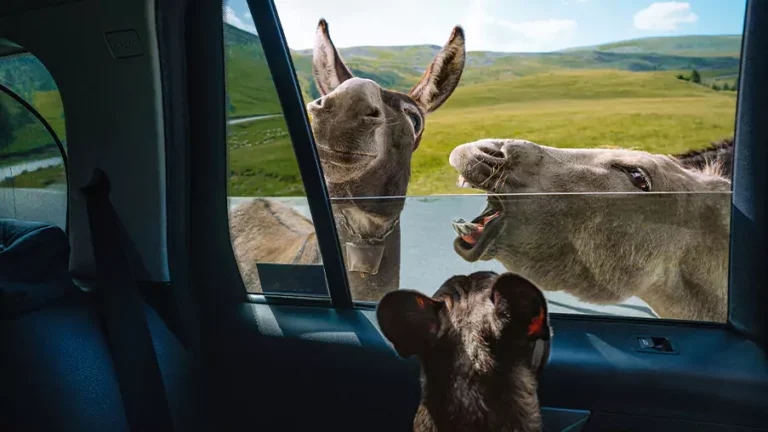 Arizona Wildlife: Staying Safe on the Road with Unexpected Encounters